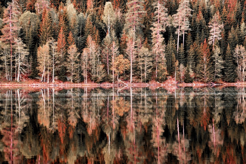Autumn Forest Reflections by Christina Sillen
