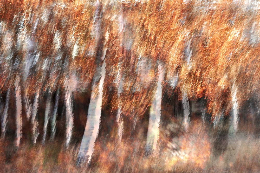 Blurred Autumn Birches by Christina Sillen