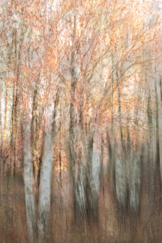 Blurred Autumn Forest by Christina Sillen