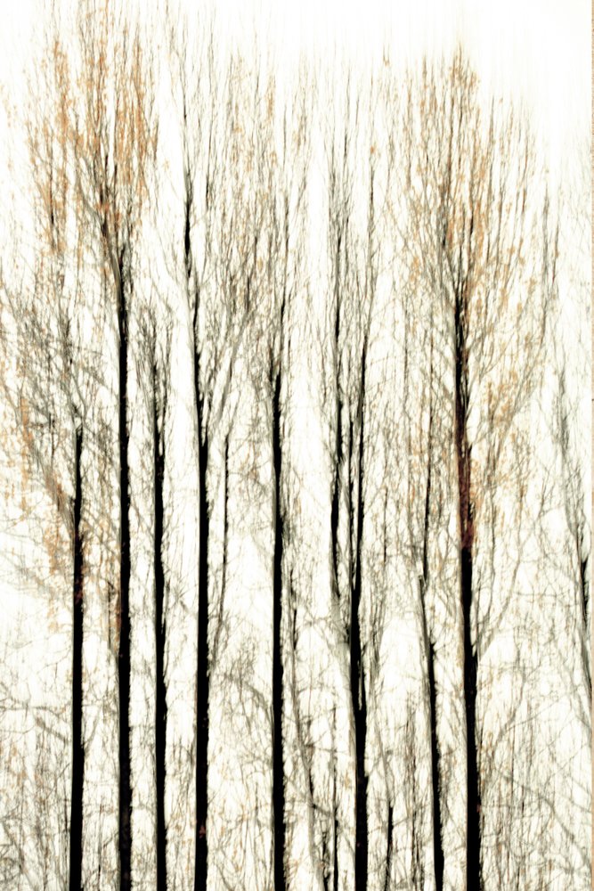 Blurred Forest Lines by Christina Sillen