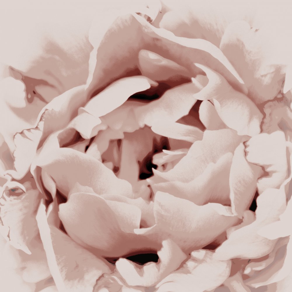 Blush Pink Peony by Christina Sillen