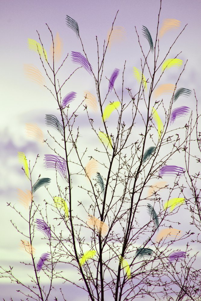 Colorful Spring Branches by Christina Sillen
