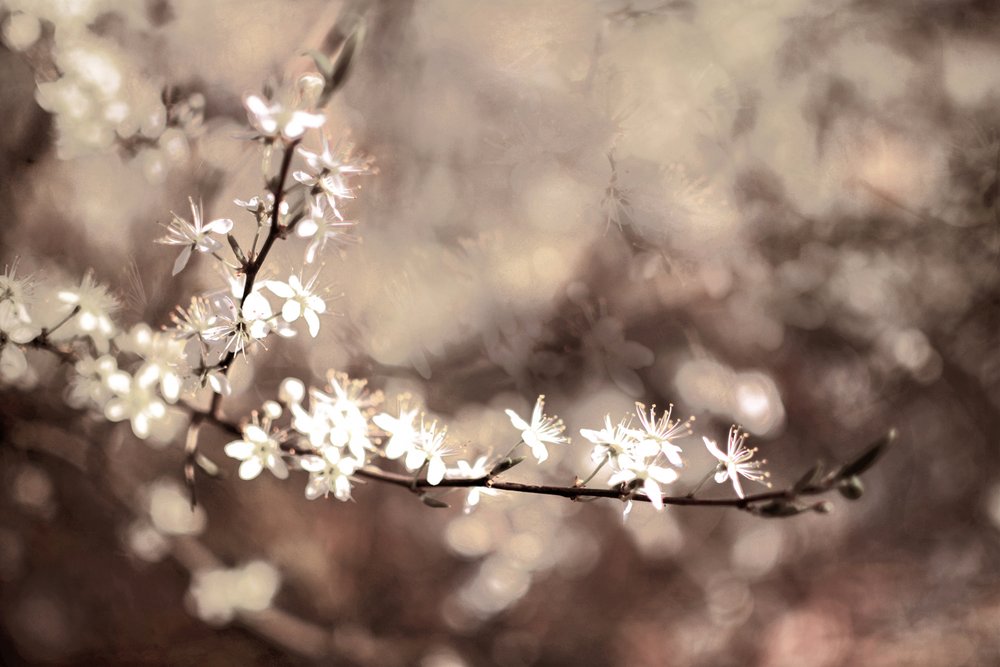 Delicate Branch Blooms by Christina Sillen