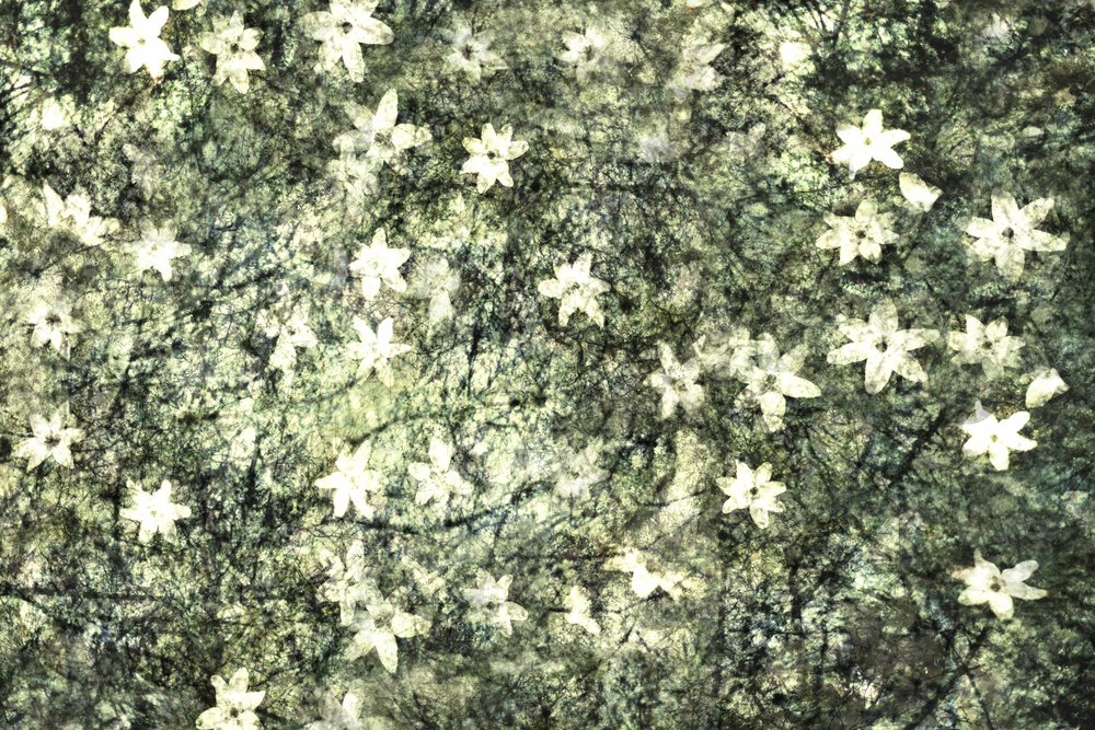 Delicate Garden Blooms by Christina Sillen