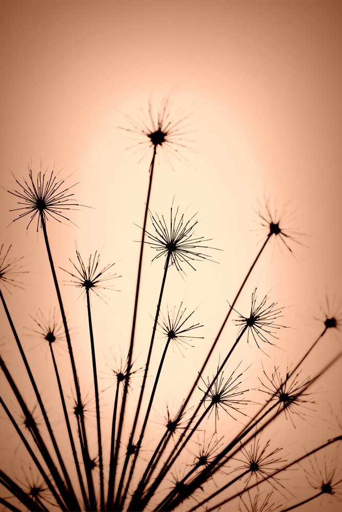 Delicate Warm Silhouettes by Christina Sillen