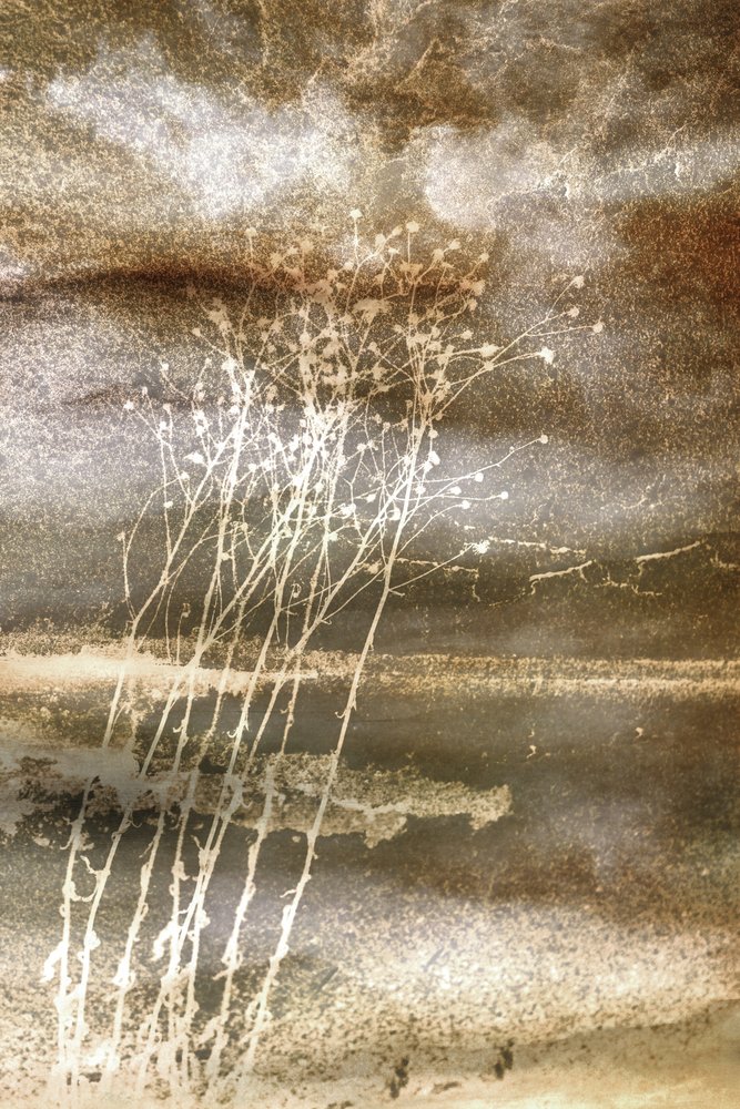 Delicate Winter Stems by Christina Sillen