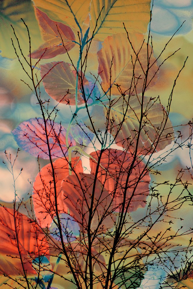 Dreamy Autumn Branches by Christina Sillen