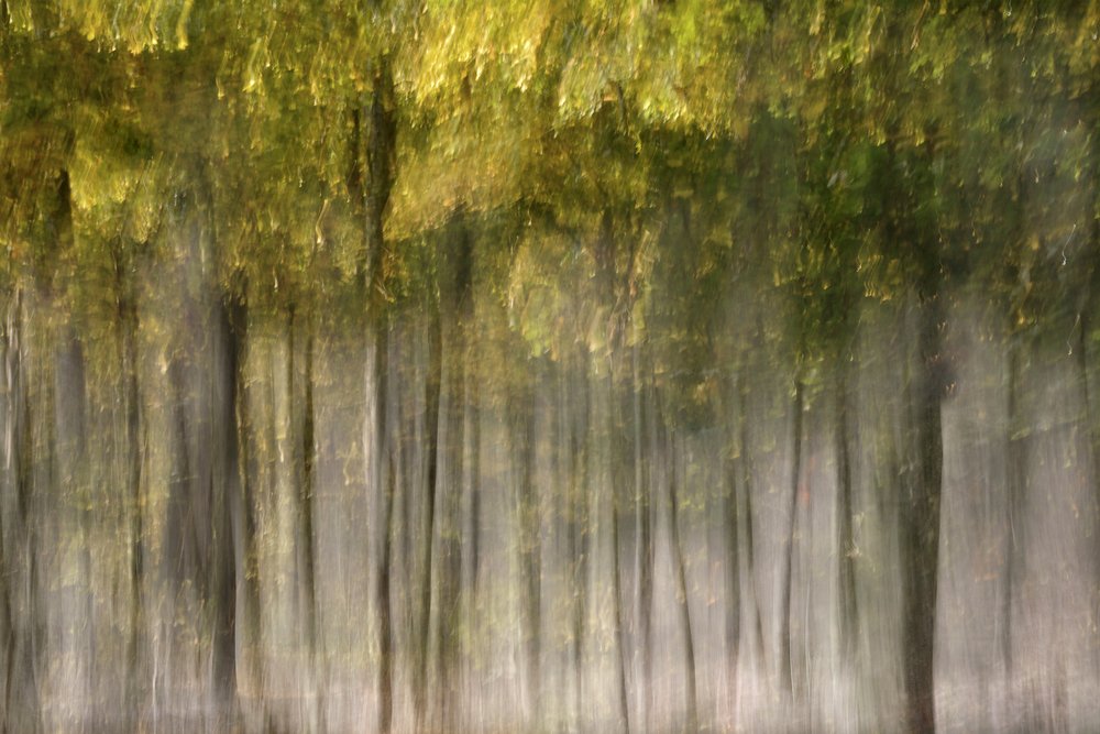 Dreamy Autumn Forest by Christina Sillen