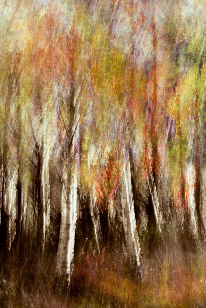 Dreamy Autumn Forest by Christina Sillen