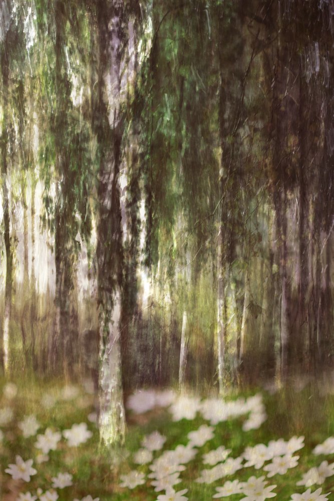 Dreamy Birch Forest by Christina Sillen