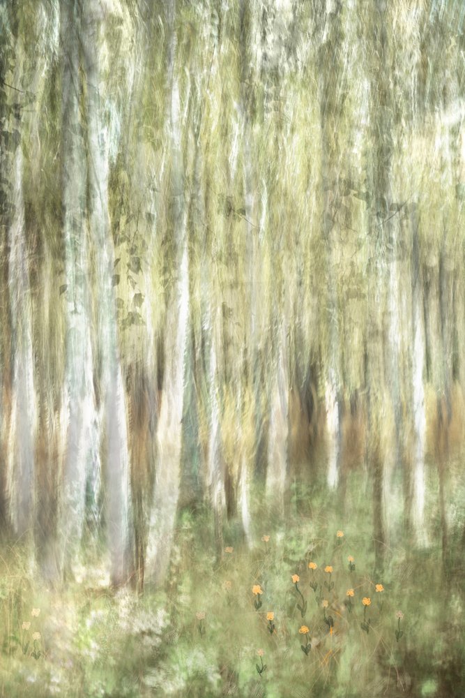 Dreamy Birch Woods by Christina Sillen