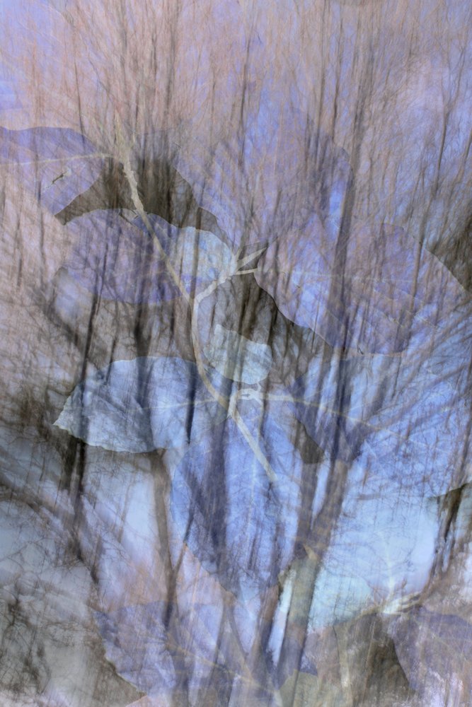 Dreamy Blue Forest by Christina Sillen
