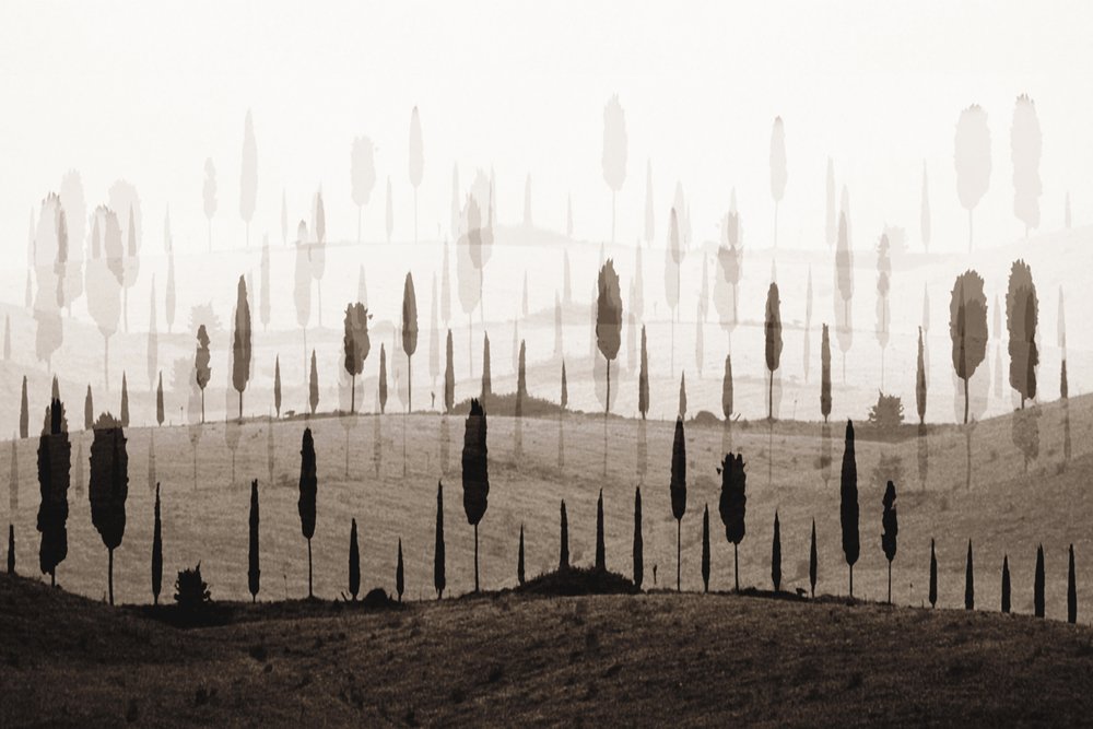 Dreamy Cypress Hills by Christina Sillen