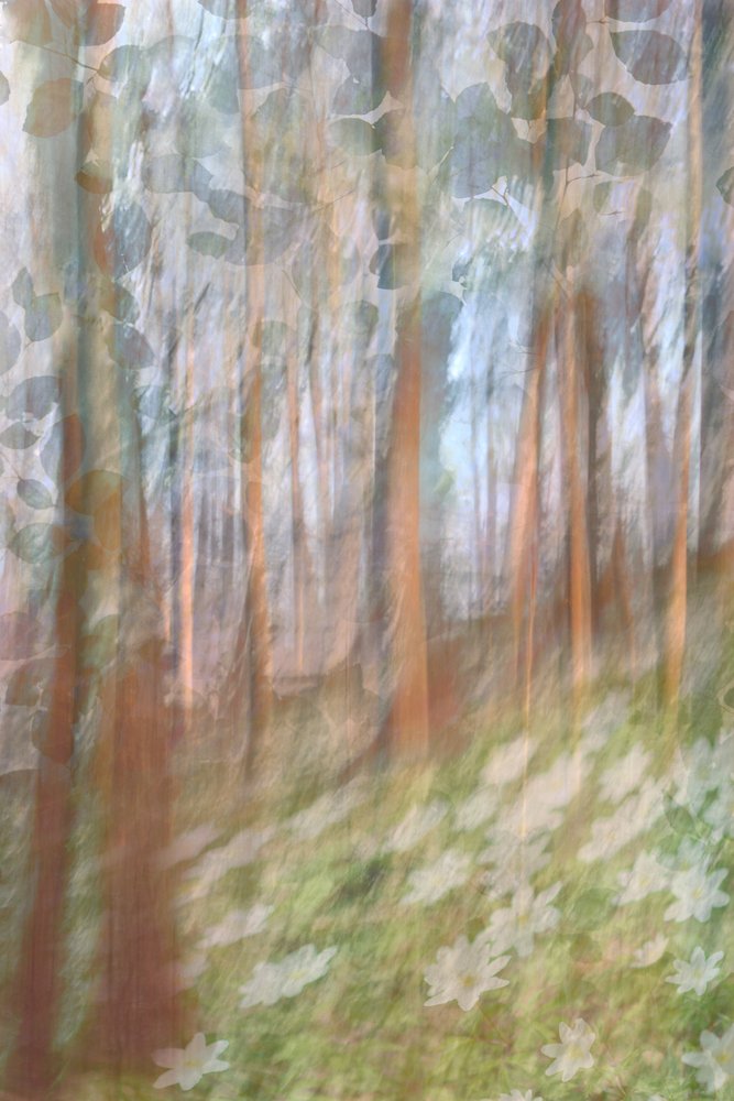 Dreamy Forest Bloom by Christina Sillen