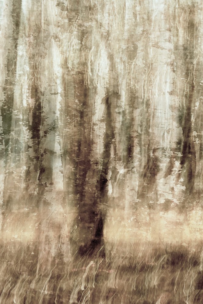 Dreamy Forest Motion by Christina Sillen