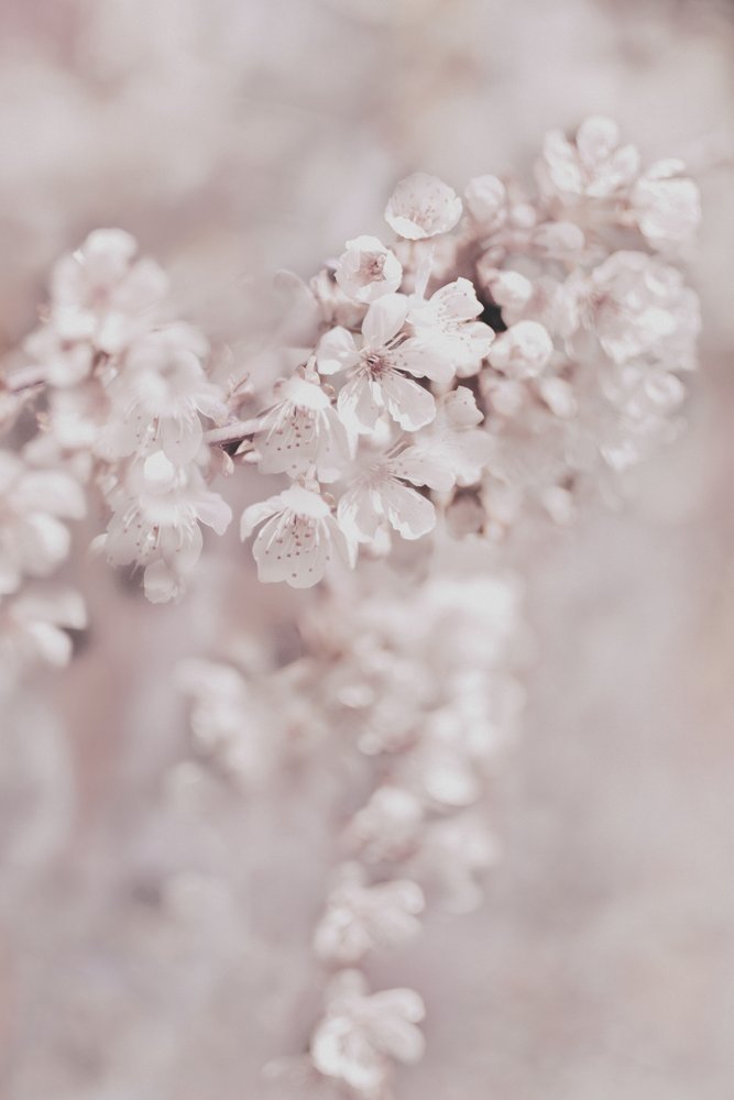 Dreamy Pink Blossoms by Christina Sillen