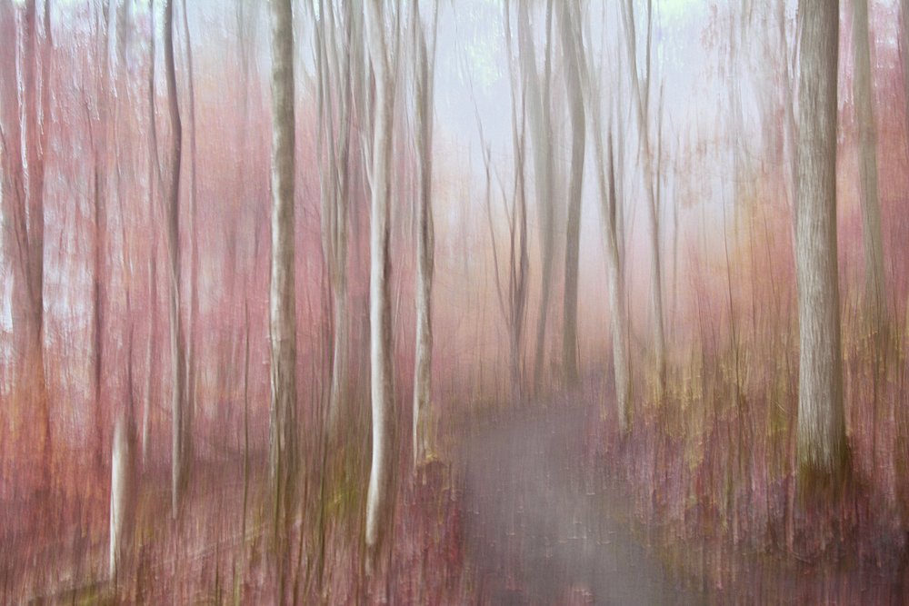 Dreamy Pink Forest by Christina Sillen