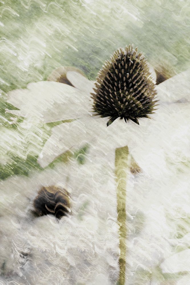Dreamy White Coneflower by Christina Sillen
