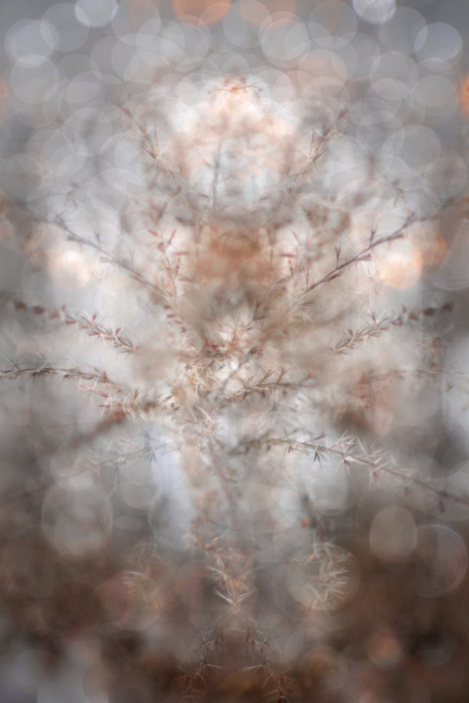Ethereal Botanical Symmetry by Christina Sillen