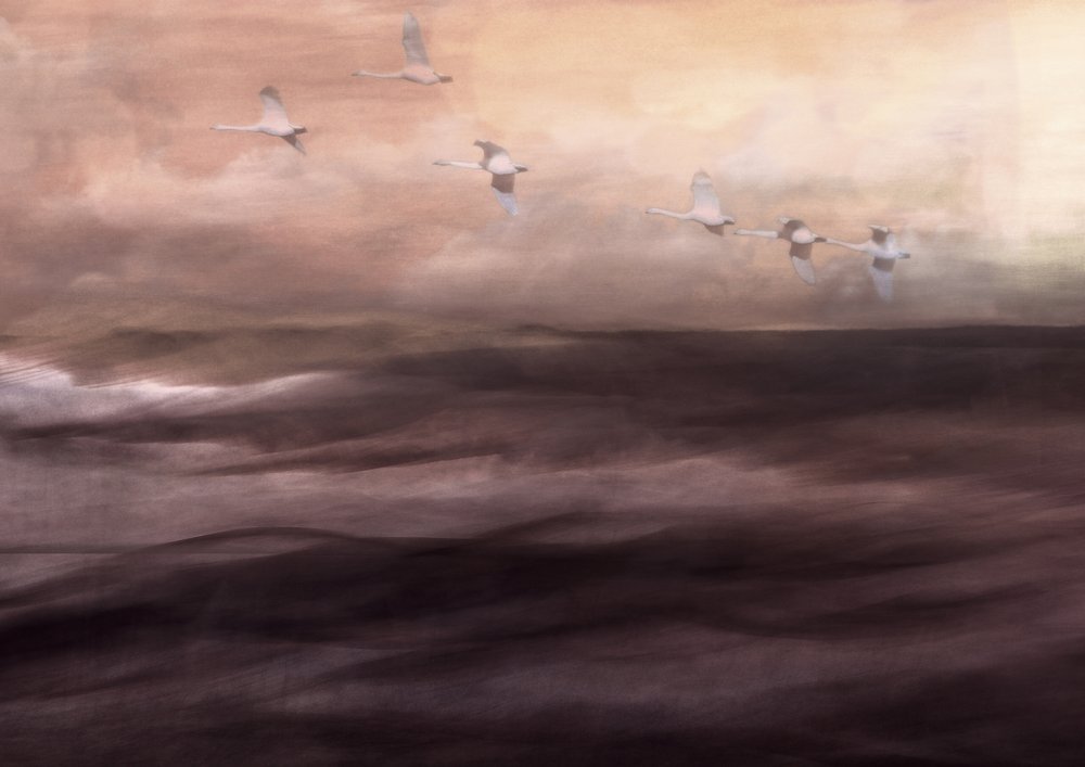 Ethereal Swan Flight by Christina Sillen