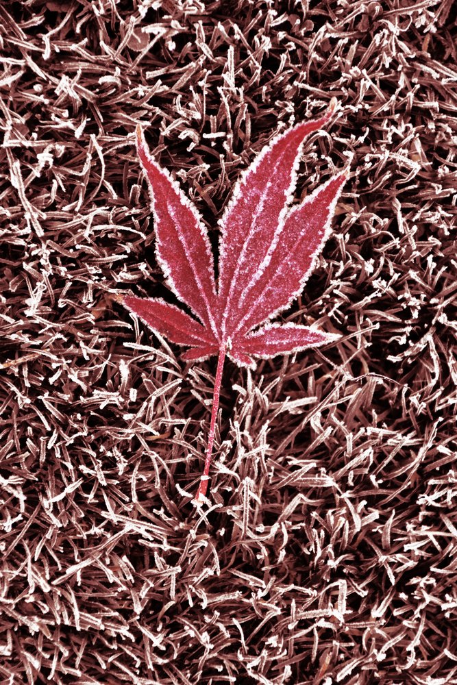 Frosted Red Maple Leaf by Christina Sillen