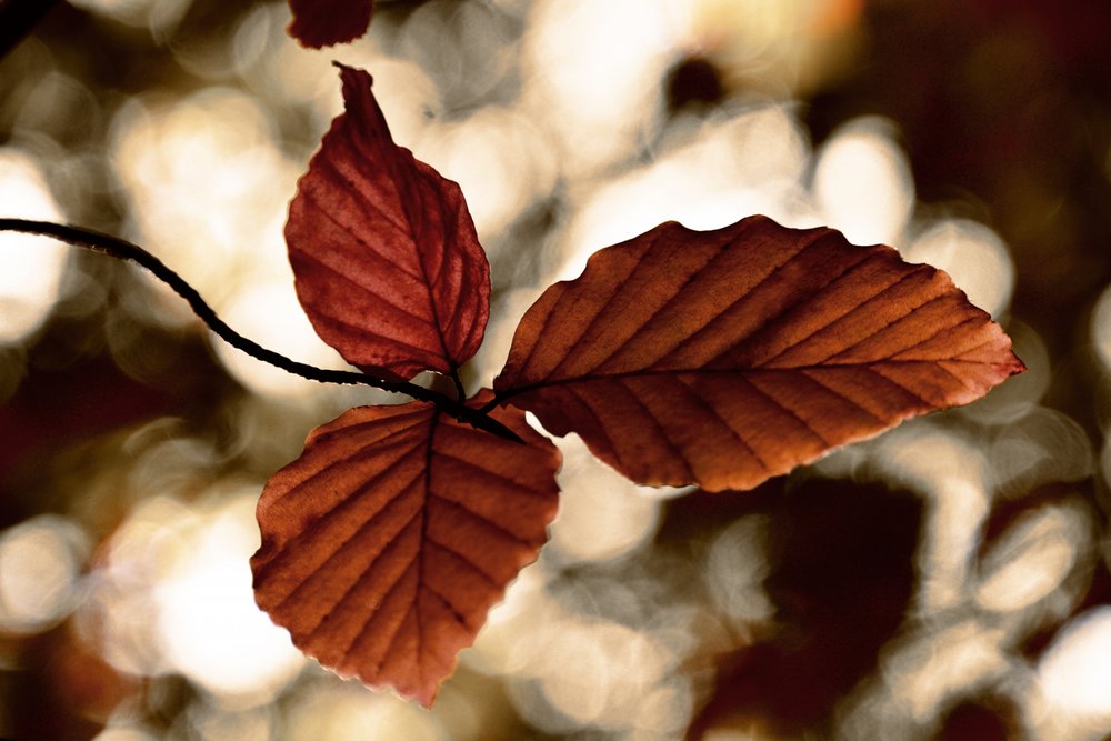 Golden Autumn Leaves by Christina Sillen