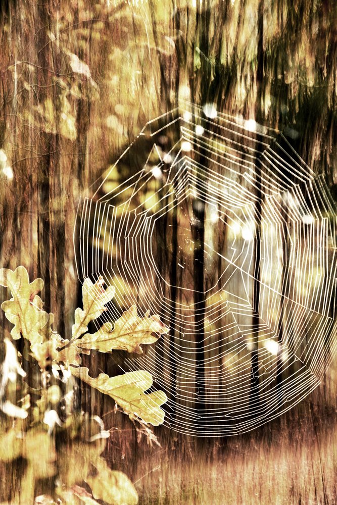 Golden Autumn Spiderweb by Christina Sillen