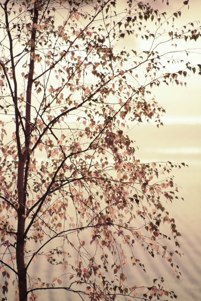 Golden Birch Leaves by Christina Sillen