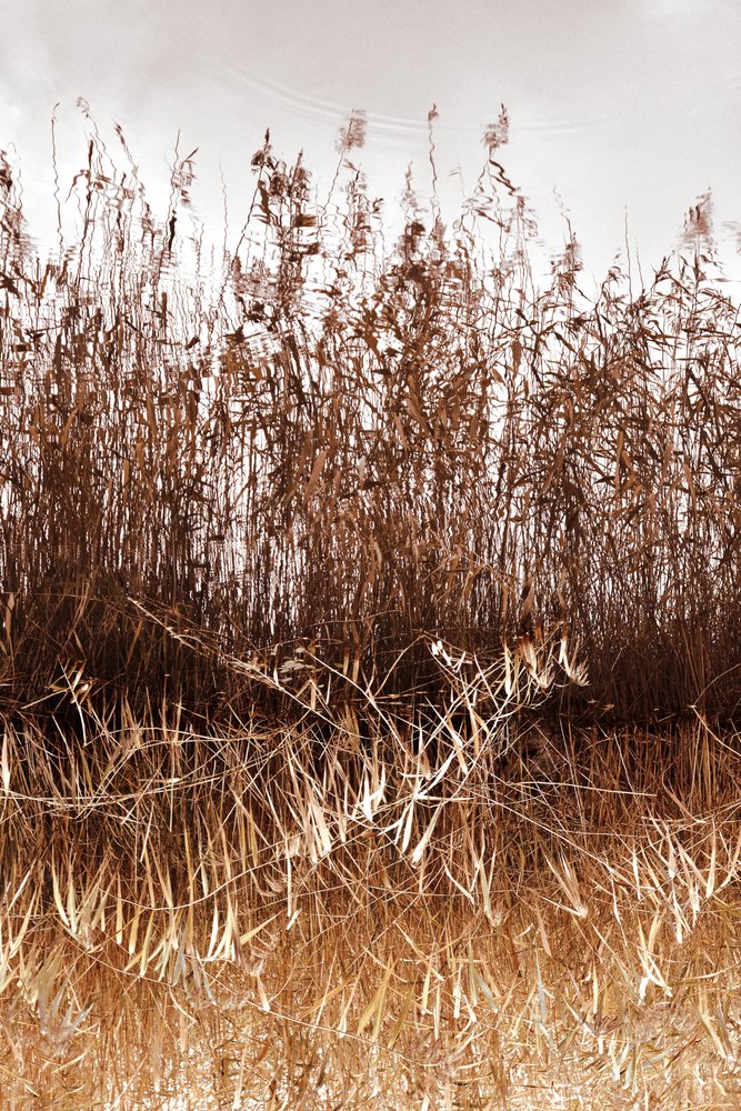 Golden Reeds Reflection by Christina Sillen