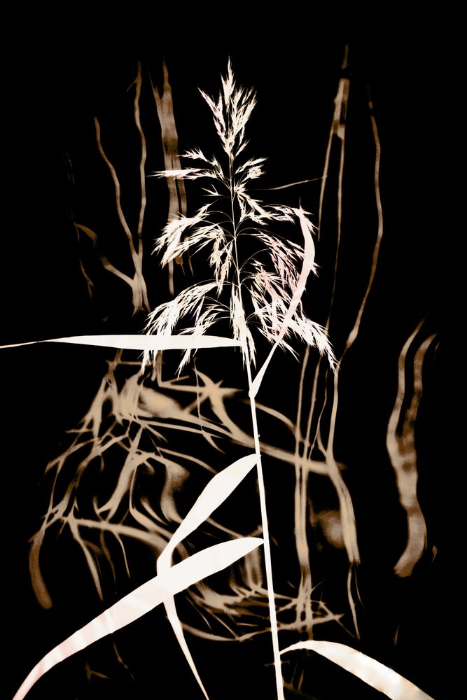 Graceful Reed on Black by Christina Sillen