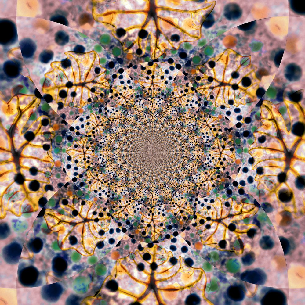 Intricate Organic Kaleidoscope by Christina Sillen