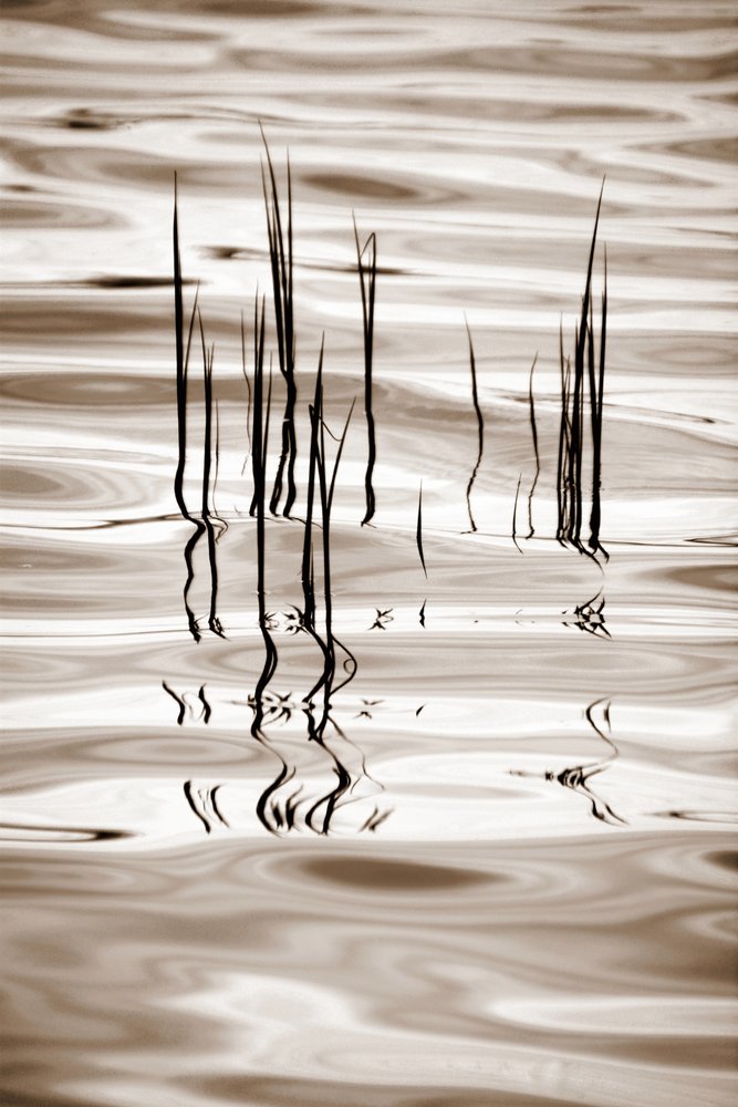 Minimalist Water Reeds by Christina Sillen
