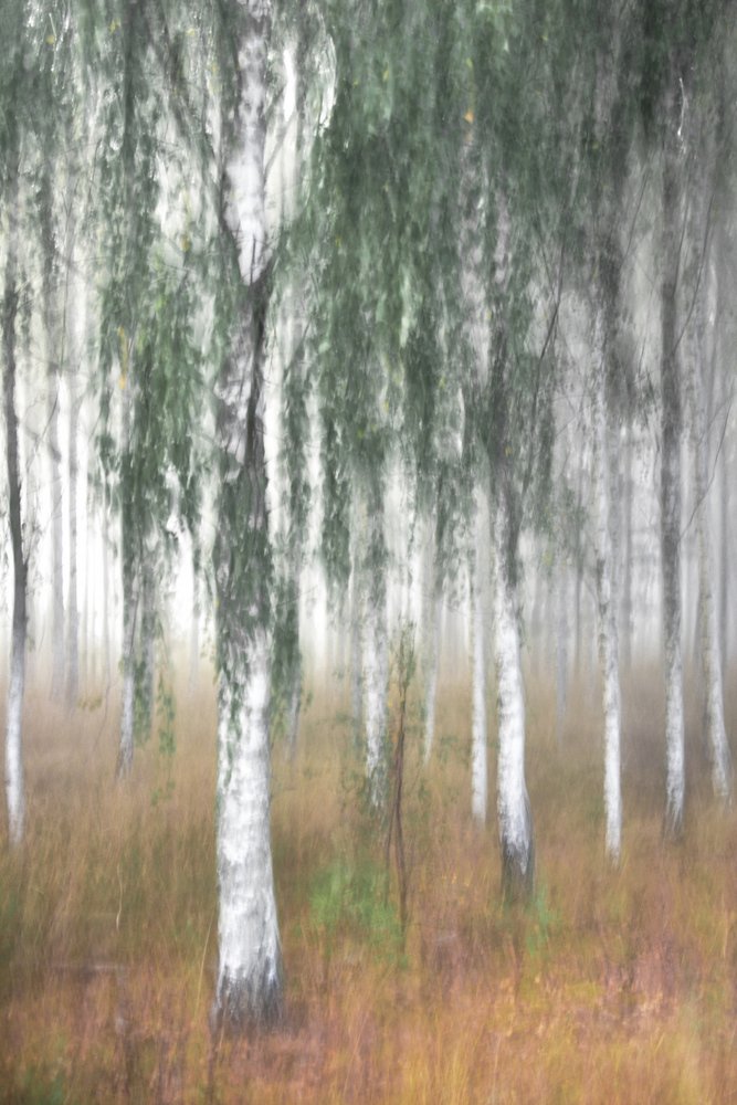 Misty Birch Forest by Christina Sillen