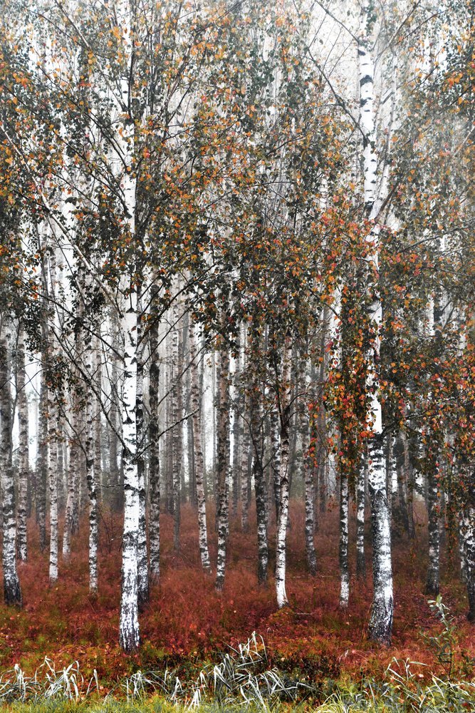 Misty Birch Woods by Christina Sillen