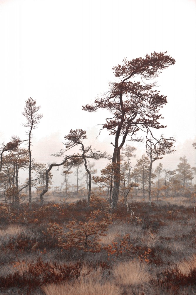 Misty Bog Trees by Christina Sillen