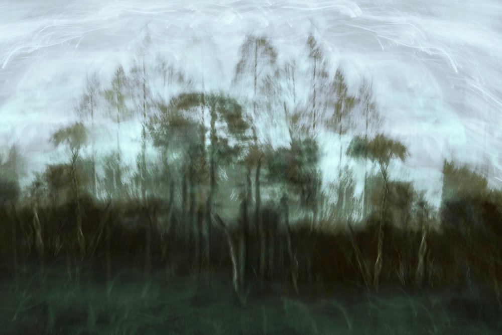 Misty Forest Dream by Christina Sillen