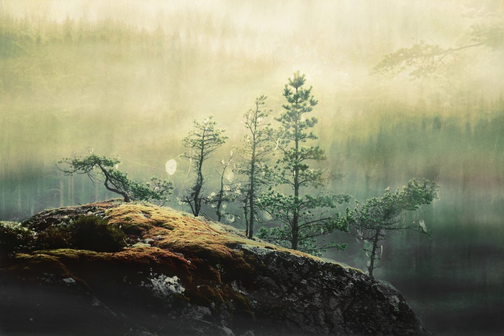 Misty Forest Pines by Christina Sillen