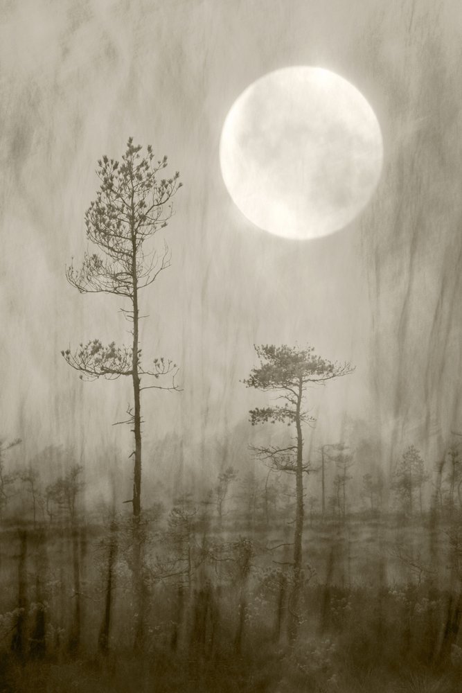 Misty Moon Over Bog by Christina Sillen