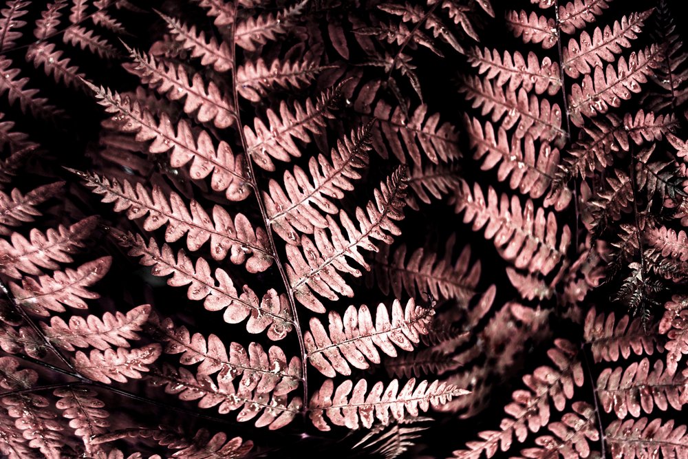 Moody Pink Ferns by Christina Sillen