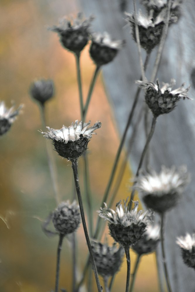 Muted Garden Thistles by Christina Sillen