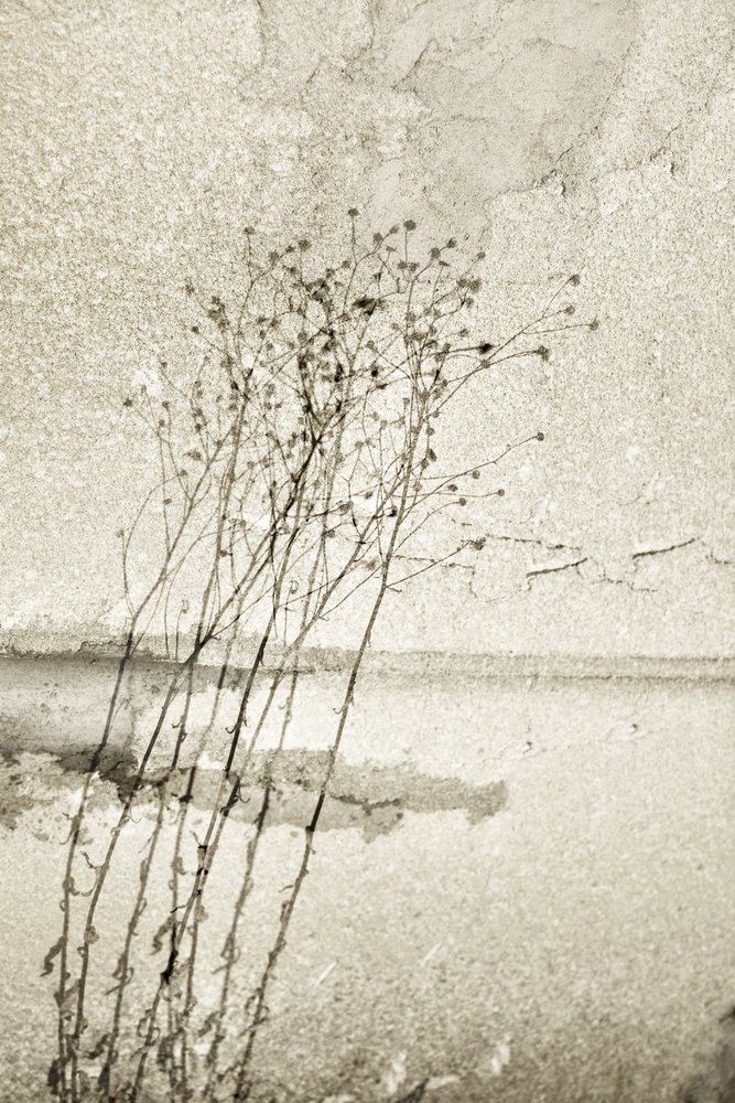 Rustic Botanical Study by Christina Sillen