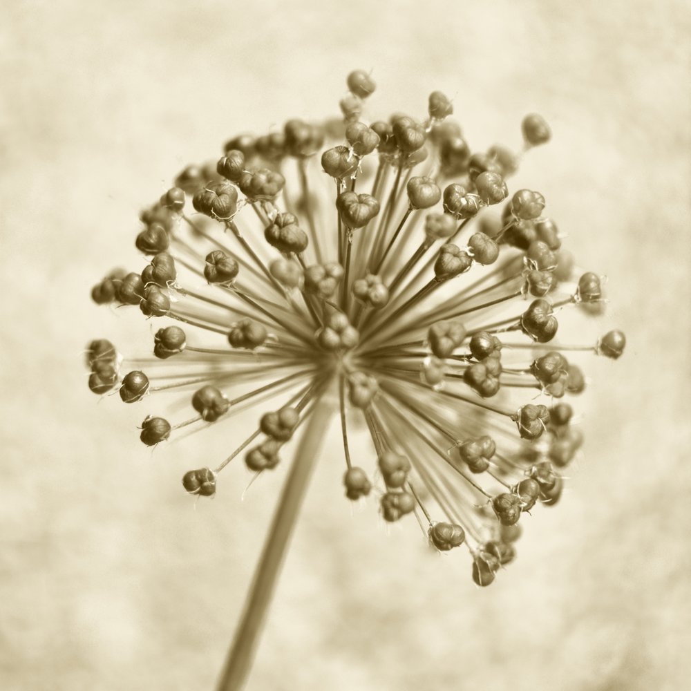 Sepia Allium Sphere by Christina Sillen
