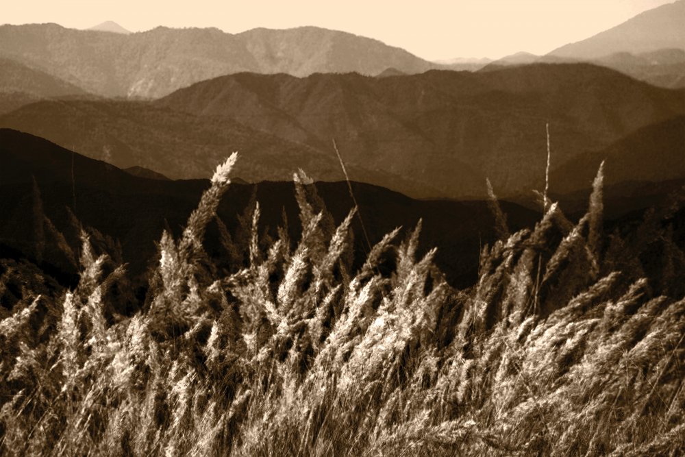 Sepia Mountain Grass by Christina Sillen