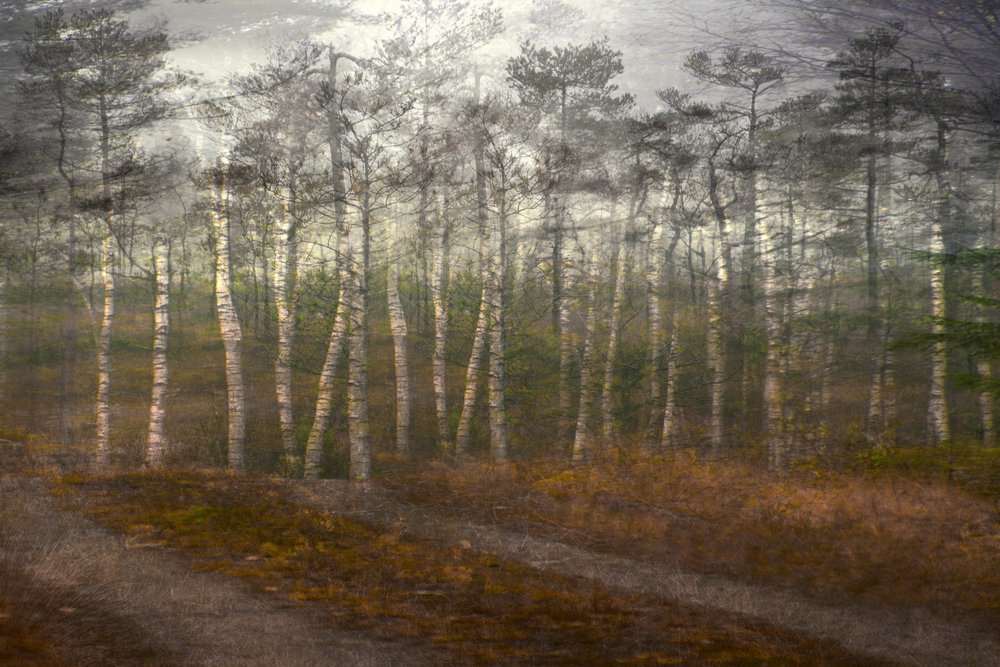 Serene Birch Forest by Christina Sillen