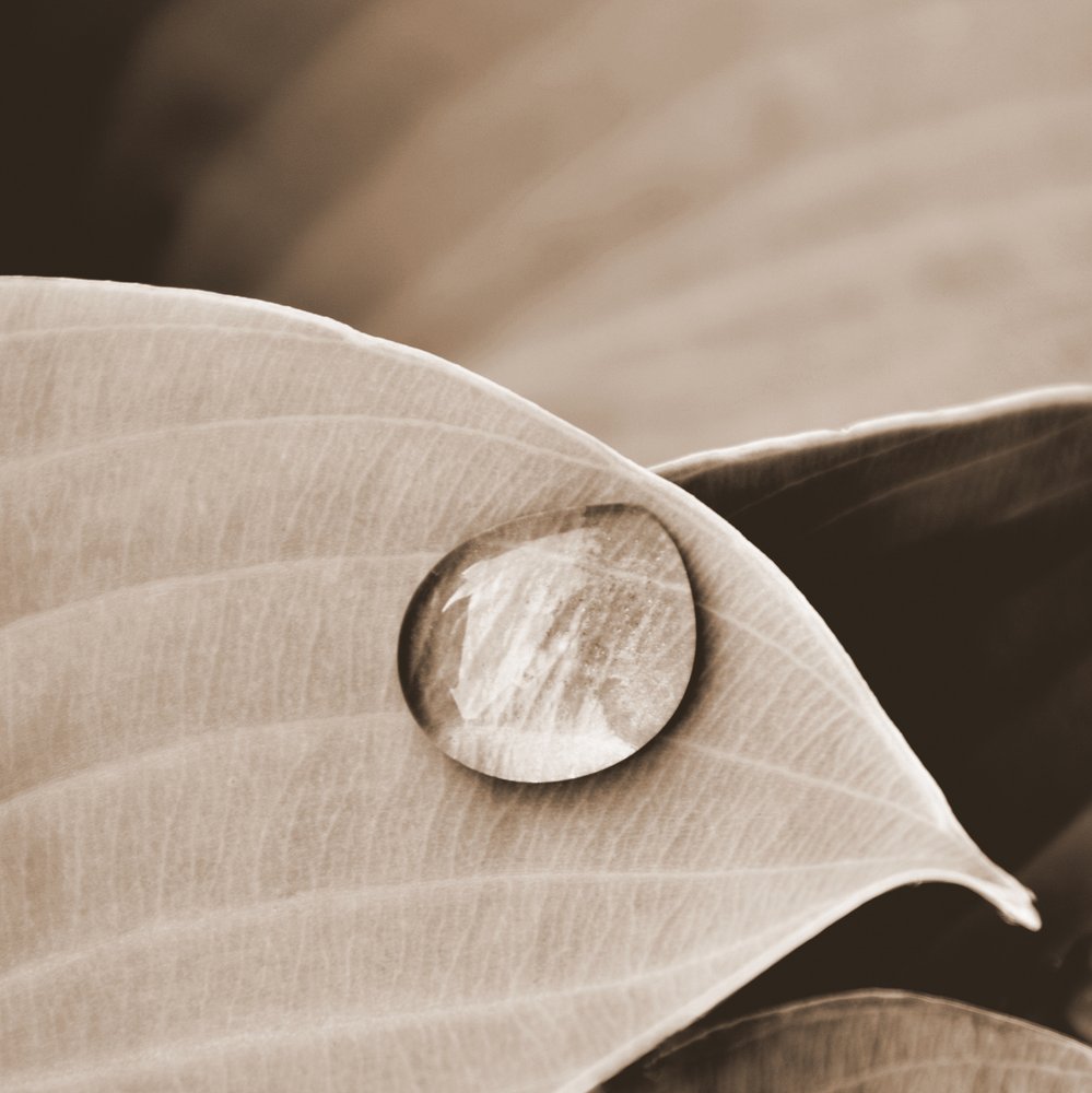 Serene Water Drop on Leaf by Christina Sillen