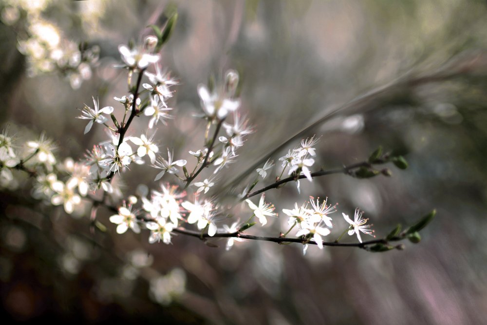 Sloe Blossom by Christina Sillen
