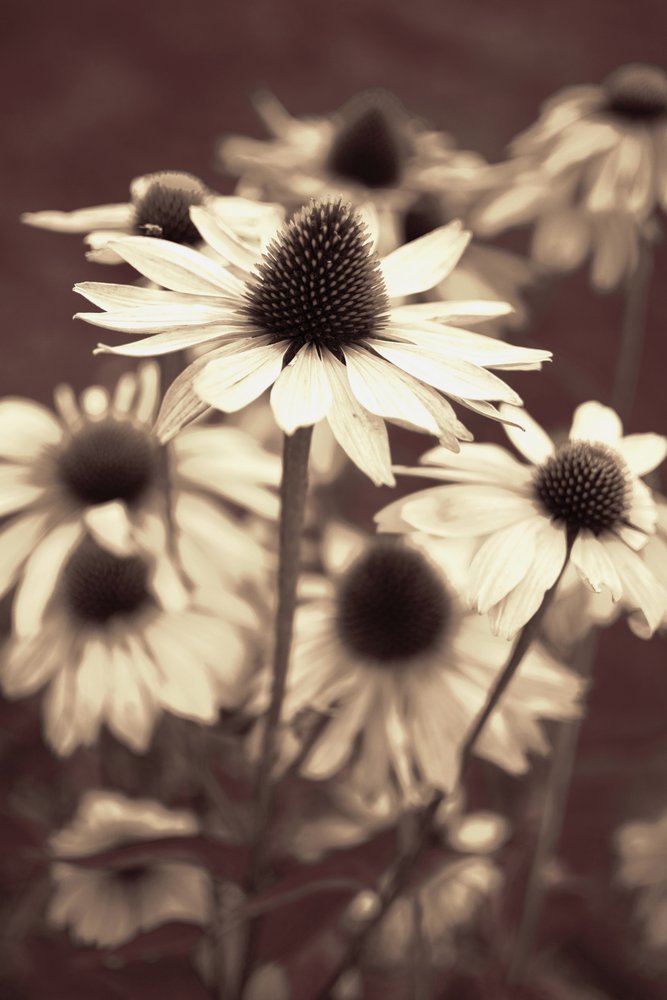 Soft Sepia Coneflowers by Christina Sillen