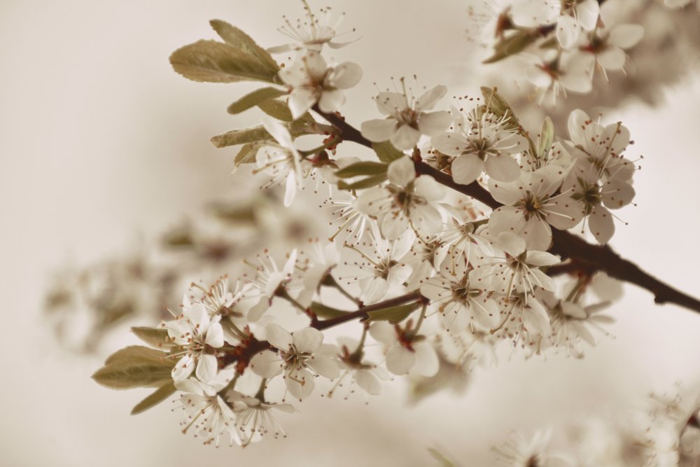 Soft White Blossoms by Christina Sillen
