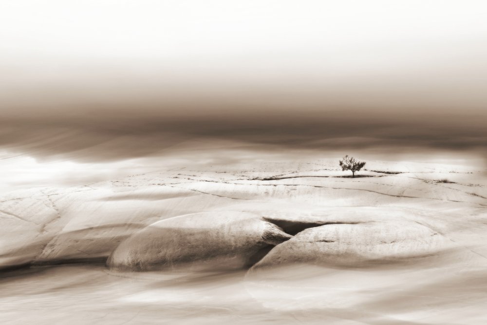 Solitary Desert Tree by Christina Sillen