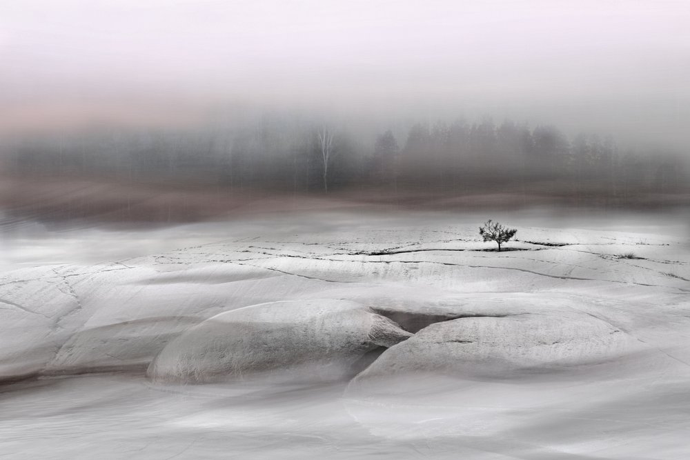 Solitary Winter Tree by Christina Sillen